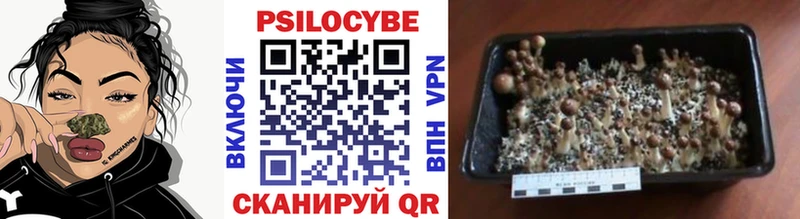 Галлюциногенные грибы Psilocybine cubensis  Югорск 